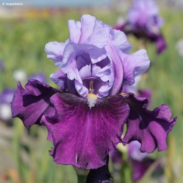 Iris Bluebird Wine - Schwertlilie