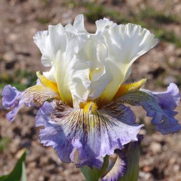 Iris Brin de Folie - Schwertlilie