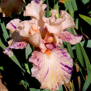 Iris Brindled Beauty - Schwertlilie