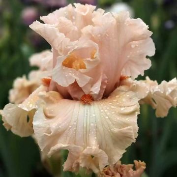 Iris Coralina - Schwertlilie