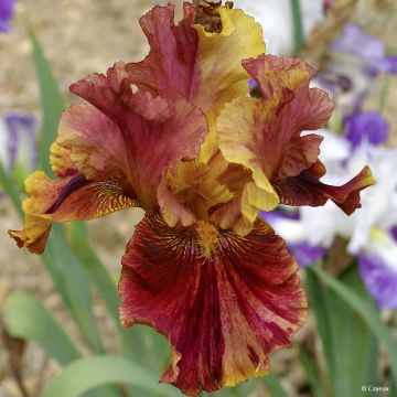 Iris Crimson Tiger - Schwertlilie