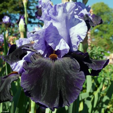 Iris Dangerous Mood - Schwertlilie