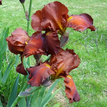 Iris Dutch Chocolate - Schwertlilie