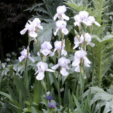 Iris English cottage - Schwertlilie