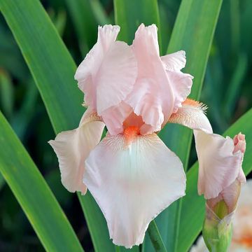 Iris Flamant Rose - Schwertlilie