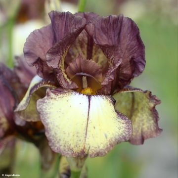 Iris Flamenco - Schwertlilie