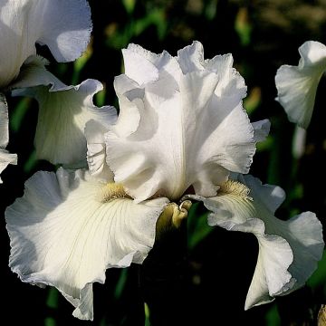 Iris Frison-Roche - Schwertlilie