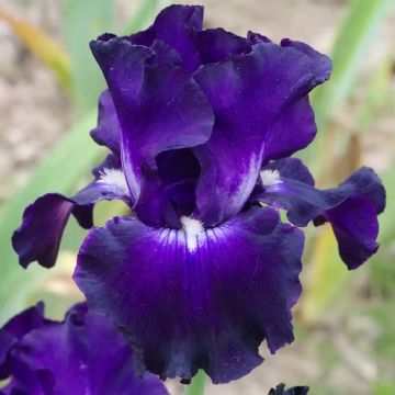 Iris Full Impact - Schwertlilie