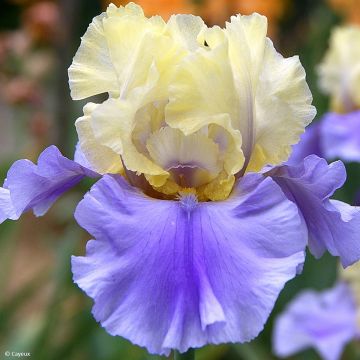 Iris Haut les Voiles - Schwertlilie