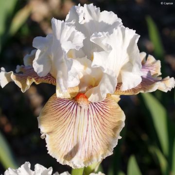 Iris Hello Darling - Schwertlilie