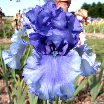 Iris Honky Tonk Blues - Schwertlilie