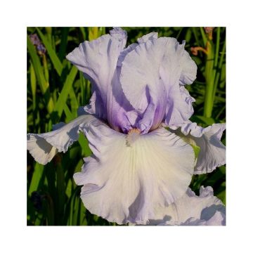 Iris La part des Anges - Schwertlilie