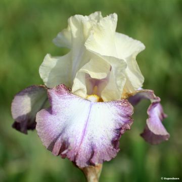 Iris Lucky Locket - Schwertlilie