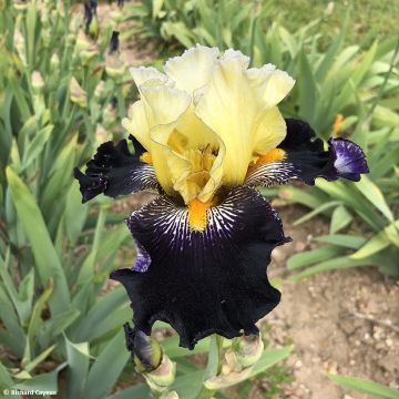 Iris Masque Noir - Schwertlilie