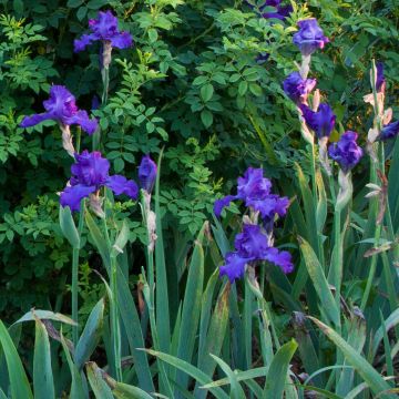 Iris Mer du Sud - Schwertlilie