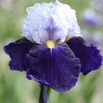 Iris Night Edition - Schwertlilie