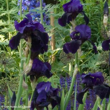 Iris Old Black Magic - Schwertlilie