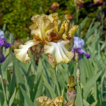 Iris Patina - Schwertlilie