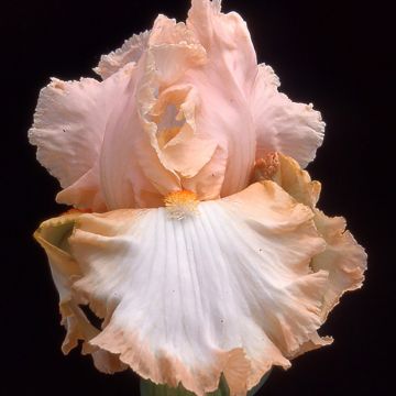 Iris Peach Frost - Schwertlilie