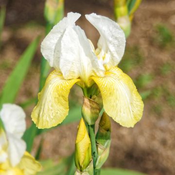 Iris Pinnacle - Schwertlilie