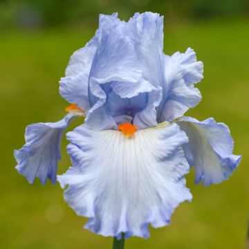 Iris Princesse Caroline de Monaco - Schwertlilie