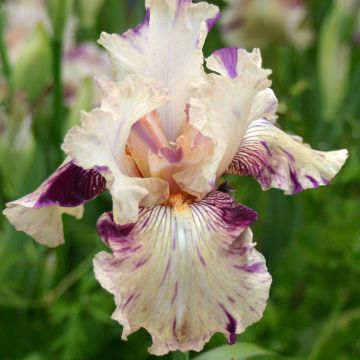 Iris Raspberry Silk - Schwertlilie