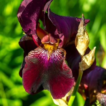 Iris Red Orchid - Schwertlilie