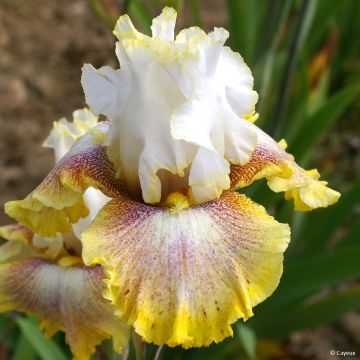 Iris Ring Around Rosie - Schwertlilie