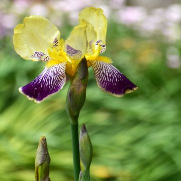 Iris Stellata - Schwertlilie