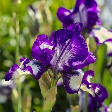 Iris Stepping Out - Schwertlilie