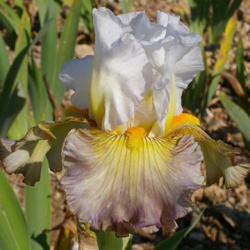 Iris Sur la plage - Schwertlilie