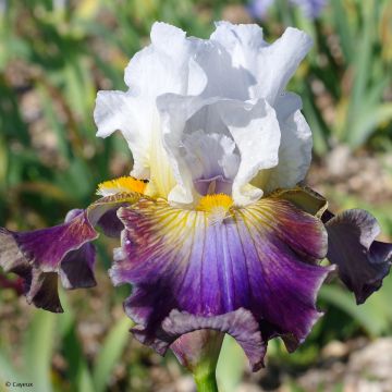 Iris Surface Irisée - Schwertlilie