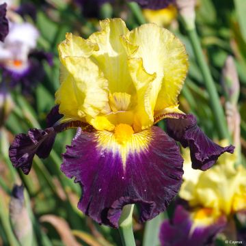 Iris Tel Arlequin - Schwertlilie