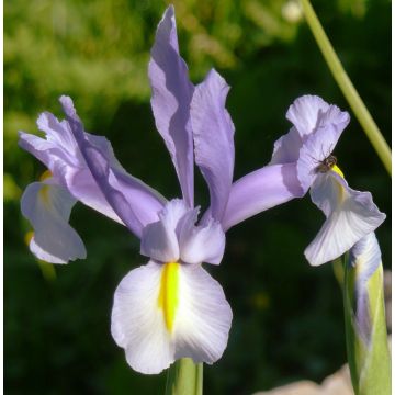 Iris hollandica King Mauve - Holländische Schwertlilie