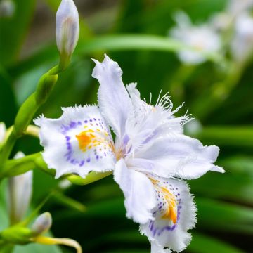 Iris japonica - Gefranste Schwertlilie