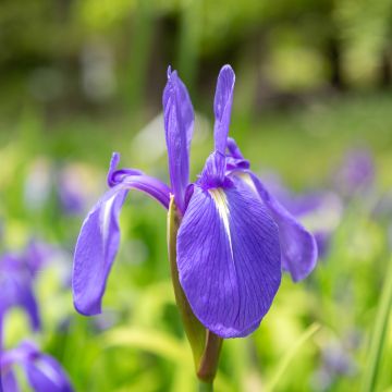 Iris laevigata - Asiatische Sumpf-Schwertlilie