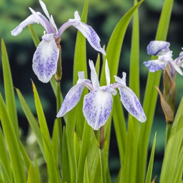 Iris laevigata Mottled Beauty - Asiatische Sumpf-Schwertlilie