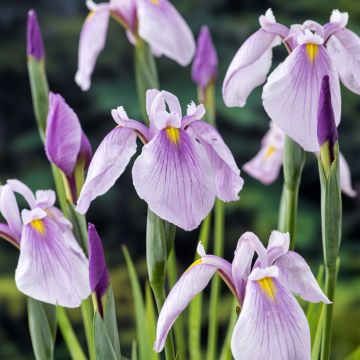 Iris laevigata Rose Queen - Asiatische Sumpf-Schwertlilie