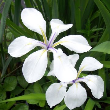 Iris laevigata Snowdrift - Asiatische Sumpf-Schwertlilie