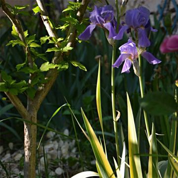 Iris pallida Variegata - Bleiche Schwertlilie