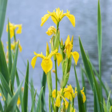 Iris pseudacorus - Gelbe Sumpf-Schwertlilie