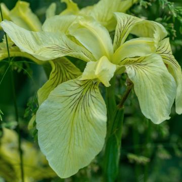 Iris pseudacorus var. bastardii - Gelbe Sumpf-Schwertlilie