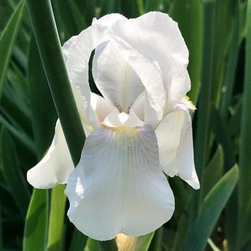 Iris pumila Bright White - Kleine Schwertlilie