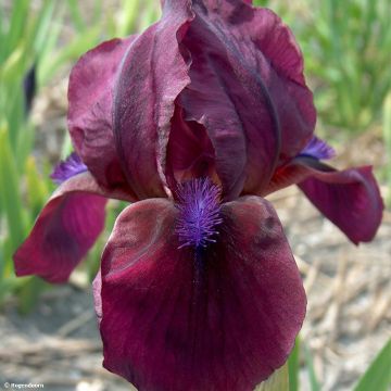 Iris pumila Cherry Garden - Kleine Schwertlilie