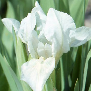 Iris pumila Crispy - Kleine Schwertlilie