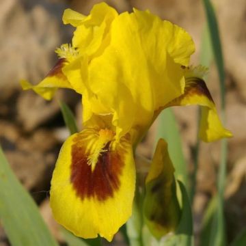 Iris pumila Curio - Kleine Schwertlilie