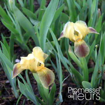 Iris pumila Green Spot - Iris nain des jardins