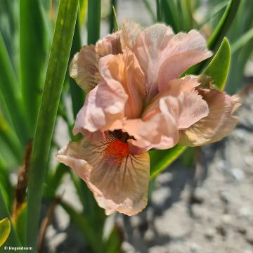 Iris pumila LA Ballet - Kleine Schwertlilie