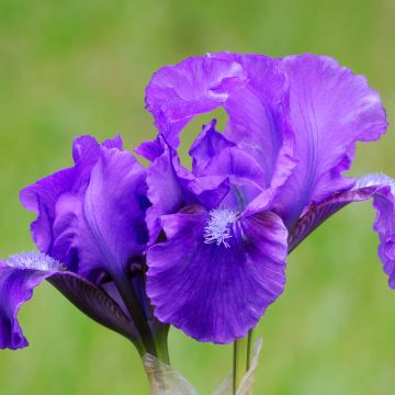 Iris pumila Smell The Roses - Kleine Schwertlilie