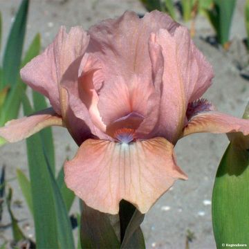 Iris pumila Volts - Kleine Schwertlilie